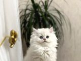 Safkan Güzel Bebeği̇m Bri̇ti̇sh Longhai̇r Yavrumuz