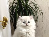 Safkan Güzel Bebeği̇m Bri̇ti̇sh Longhai̇r Yavrumuz