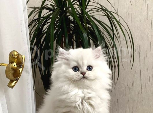 Safkan Güzel Bebeği̇m Bri̇ti̇sh Longhai̇r Yavrumuz görsel