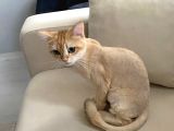 British shorthair GOLD