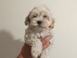 Maltipoo Yavruları Mama Ve Malzeme Paketi Kampanyalı