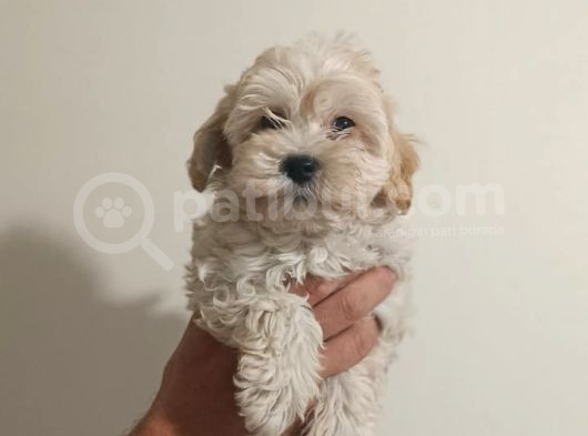 Maltipoo Yavruları Mama Ve Malzeme Paketi Kampanyalı görsel