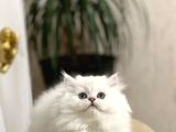 SAFKAN GÜZEL BEBEĞİM BRİTİSH LONGHAİR YAVRUMUZ