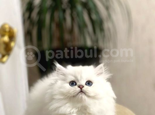 Safkan Güzel Bebeği̇m Bri̇ti̇sh Longhai̇r Yavrumuz