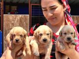 Maltipoo Yavruları Mama Ve Malzeme Paketi Kampanyalı