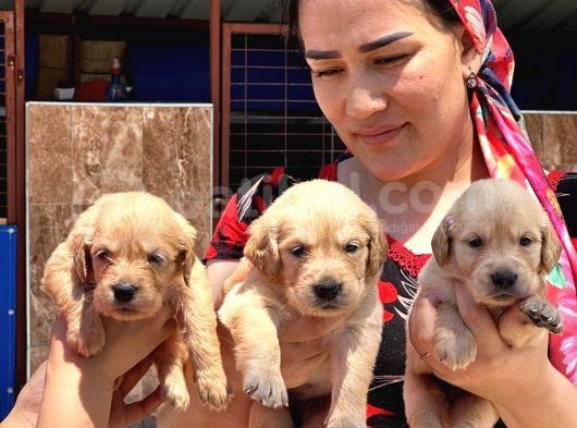 Maltipoo Yavruları Mama Ve Malzeme Paketi Kampanyalı görsel