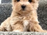 Kahve tonlu mini boy puppy sevimli yavrular MALTİPO CİNSİ 