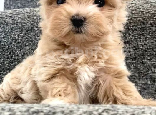 Kahve Tonlu Mini Boy Puppy Sevimli Yavrular Malti̇po Ci̇nsi̇ 