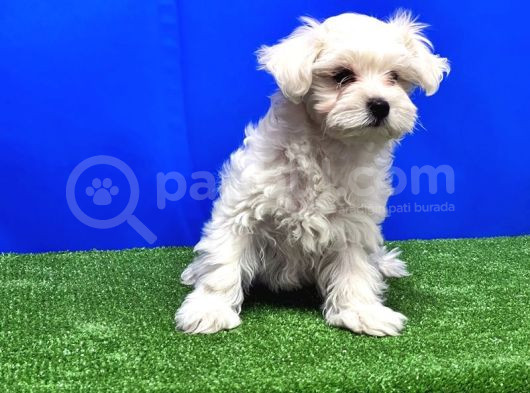 Maltese Terri̇er Yavru