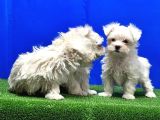 Maltese Terri̇er Yavru