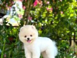 Irk Ve Sağlık Garantili Pomeranian Boo Erkek Yavru