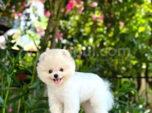 Irk Ve Sağlık Garantili Pomeranian Boo Erkek Yavru görsel