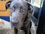 6 Aylık Cane Corso
