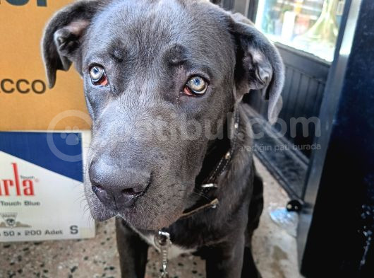 6 Aylık Cane Corso görsel