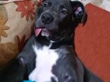6 Aylık Cane Corso