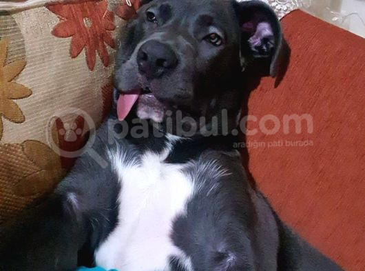 6 Aylık Cane Corso görsel