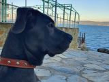 6 Aylık Cane Corso