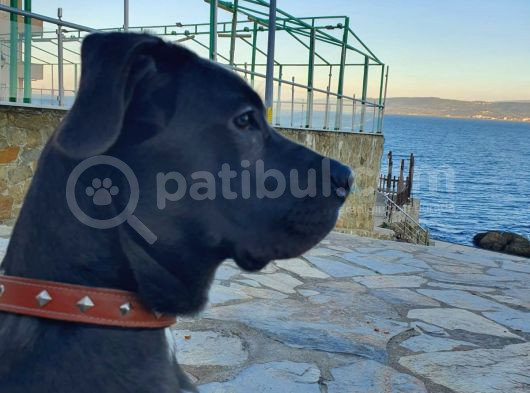 6 Aylık Cane Corso görsel