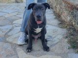 6 Aylık Cane Corso