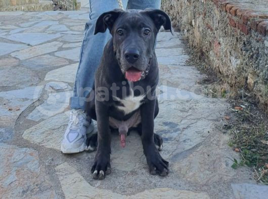 6 Aylık Cane Corso görsel