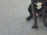 6 aylık Cane Corso