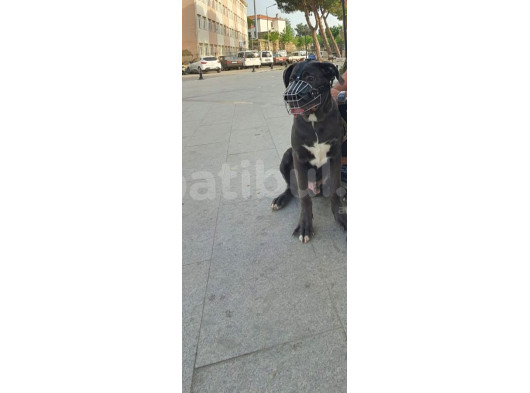 6 Aylık Cane Corso