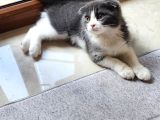 Bicolor Çok Sevimli Yavrumuz