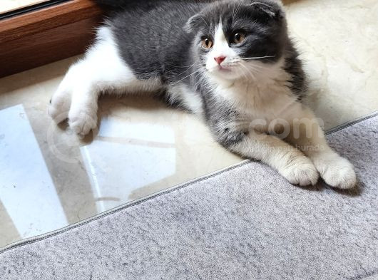 Bicolor Çok Sevimli Yavrumuz görsel