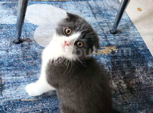 Bicolor Çok Sevimli Yavrumuz görsel