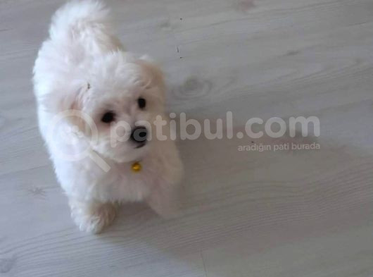 Maltese Yavrularımız görsel