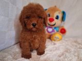 Kıpkırmızı Red Tooy Poodle Sevimli Yavrular 