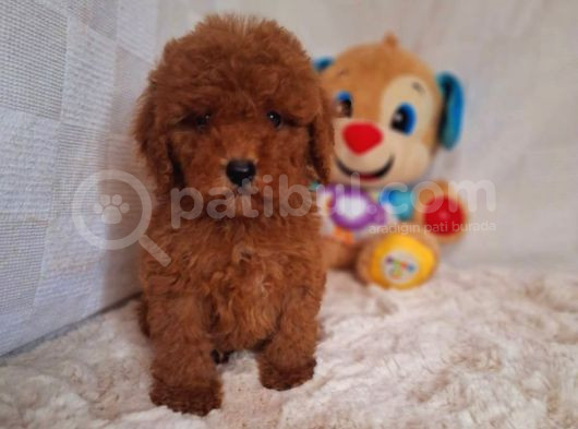 Kıpkırmızı Red Tooy Poodle Sevimli Yavrular  görsel