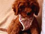 Kıpkırmızı Red tooy poodle sevimli yavrular 