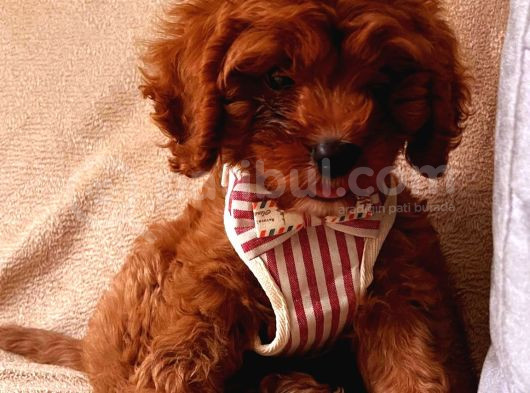 Kıpkırmızı Red Tooy Poodle Sevimli Yavrular 