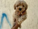 Kahve tonlu mini boy puppy sevimli yavrular MALTİPO CİNSİ 