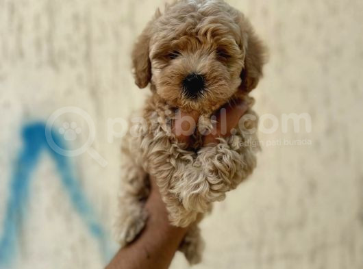 Kahve Tonlu Mini Boy Puppy Sevimli Yavrular Malti̇po Ci̇nsi̇ 