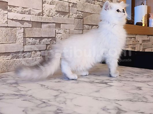 British Shorthair görsel