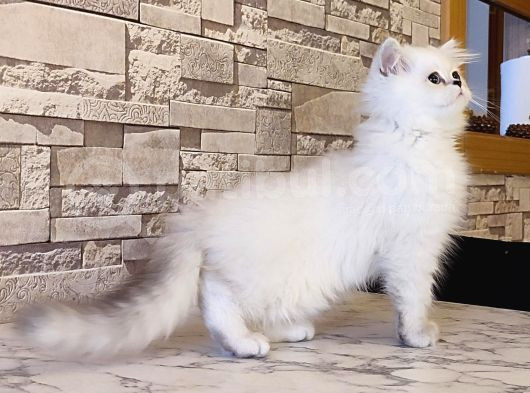British Shorthair görsel