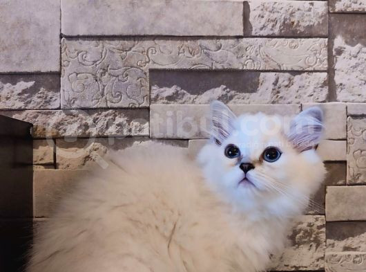 British Shorthair görsel