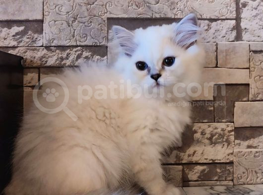 British Shorthair görsel