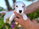 Maske Filmi Kahramanı Jack Russell Yavruları
