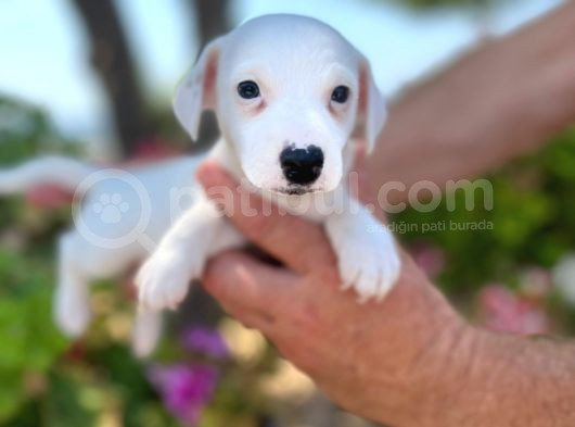 Maske Filmi Kahramanı Jack Russell Yavruları görsel