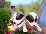 maske filmi kahramanı jack Russell yavruları