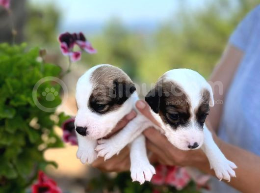 Maske Filmi Kahramanı Jack Russell Yavruları