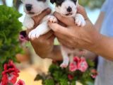 Maske Filmi Kahramanı Jack Russell Yavruları