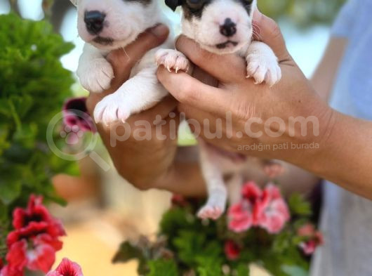 Maske Filmi Kahramanı Jack Russell Yavruları görsel