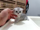 Britishshorthair Dişi Ve Erkek Yavrular