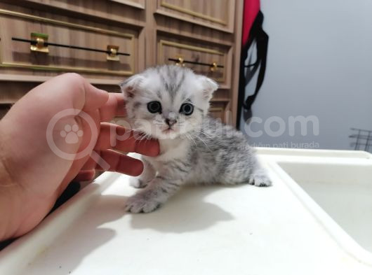 Britishshorthair Dişi Ve Erkek Yavrular görsel