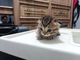 Britishshorthair Dişi Ve Erkek Yavrular