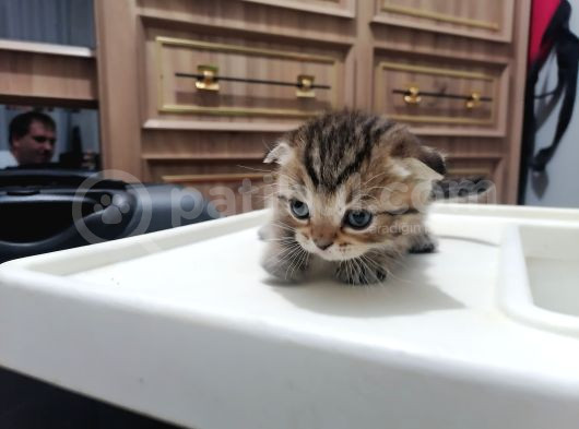 Britishshorthair Dişi Ve Erkek Yavrular görsel